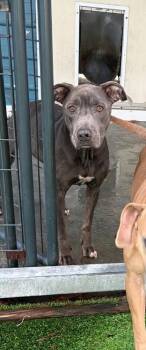 Louise available 10/30/26 -  American Staffordshire Terrier Dog for Adoption in Elmsford, New York - Louise Available 10/30/26 | PetCurious