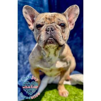 Hamilton COH -  French Bulldog Dog for Adoption in Inglewood, California - Hamilton COH | PetCurious
