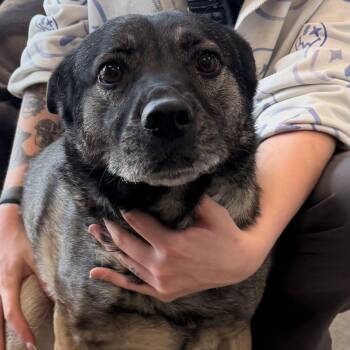 Dutch Shepherd Dogs Available for Adoption - Nebby | PetCurious