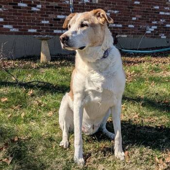 Mixed Breed Dogs Available for Adoption - David Bowie | PetCurious