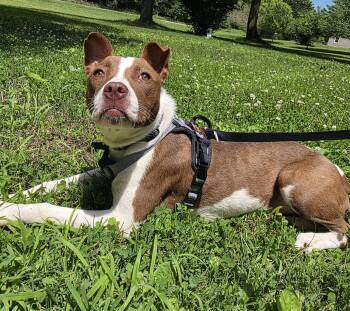 Poppy -  Pit Bull Terrier Dog for Adoption in Oxford, Michigan - Poppy | PetCurious