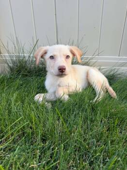 Dottie -  Labrador Retriever and Pit Bull Terrier Dog for Adoption in Midway, Utah - Dottie | PetCurious