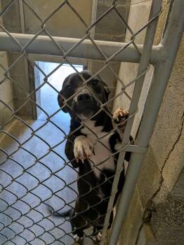 Pit Bull Terrier Dogs Available for Adoption in Hermiston, Oregon - Ella | PetCurious