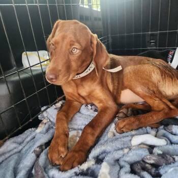 Lyric -  Doberman Pinscher and Mixed Breed Dog for Adoption in Hackett, Arkansas - Lyric | PetCurious
