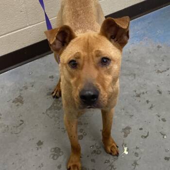 Mixed Breed Dogs Available for Adoption in Memphis, Tennessee - Liam | PetCurious