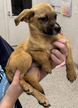 Hashbrown -  Mixed Breed Dog for Adoption in Kansas City, Missouri - Hashbrown | PetCurious