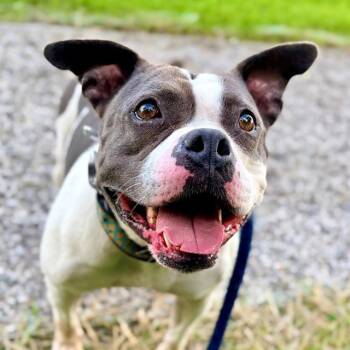 SUGAR -  Pit Bull Terrier Dog for Adoption in Indianapolis, Indiana - SUGAR | PetCurious