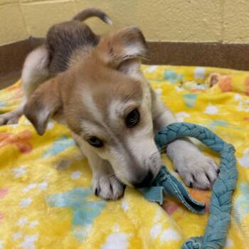 Audrey -  Husky Dog for Adoption in Corpus Christi, Texas - Audrey | PetCurious