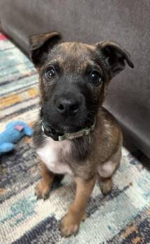 Mixed Breed Dogs Available for Adoption in Cheektowaga, New York - Ben | PetCurious
