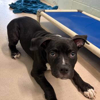 Ollie -  Mixed Breed Dog for Adoption in Newark, New Jersey - Ollie | PetCurious