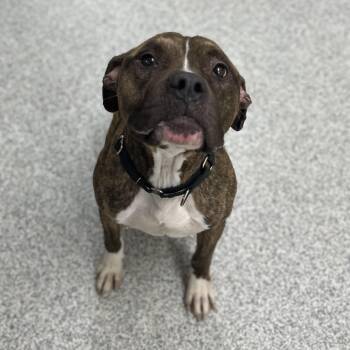 Rescue Mixed Breed Dogs for Adoption in Youngstown, Ohio - Flask | PetCurious