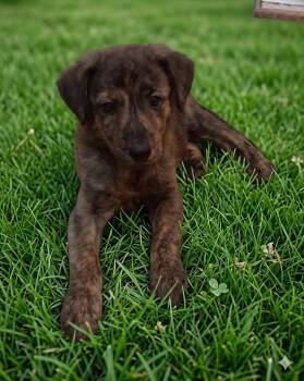 Aero -  Plott Hound and German Shepherd Dog Dog for Adoption in Cary, North Carolina - Aero | PetCurious