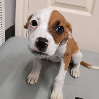 Simone -  Boxer and Labrador Retriever Dog for Adoption in Springtown, Texas - Simone | PetCurious