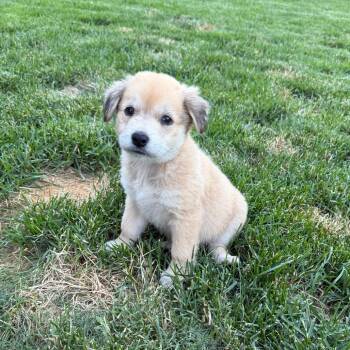 Aloe -  Mixed Breed Dog for Adoption in Buffalo, Minnesota - Aloe | PetCurious