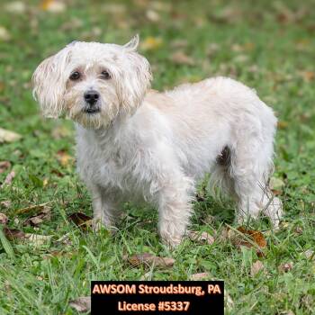 Princess -  Shih Tzu Dog for Adoption in Stroudsburg, Pennsylvania - Princess | PetCurious