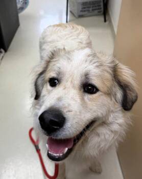 Mixed Breed Dogs Available for Adoption in Shelburne, Vermont - Loki | PetCurious