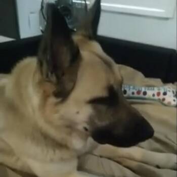Vengeance -  German Shepherd Dog Dog for Adoption in Loxahatchee Groves, Florida - Vengeance | PetCurious