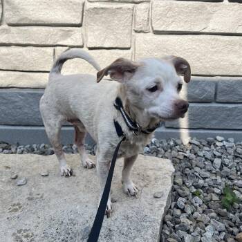 Rescue Chihuahua Dogs for Adoption in St. Louis, Missouri - Junior | PetCurious