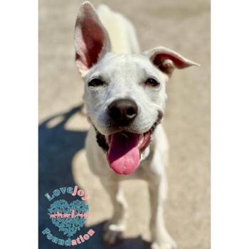 Cashew -  Pit Bull Terrier Dog for Adoption in Inglewood, California - Cashew | PetCurious