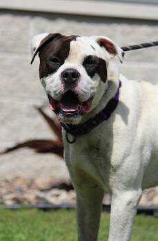 Jimmy -  Bulldog Dog for Adoption in Portage, Wisconsin - Jimmy | PetCurious