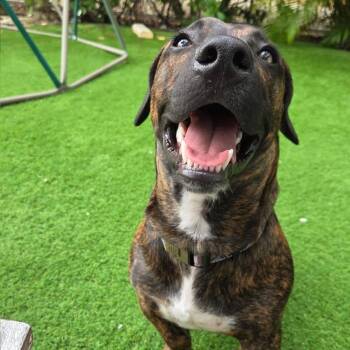 Rescue Basset Hound and Plott Hound Dogs for Adoption in Key Largo, Florida - Brewster | PetCurious