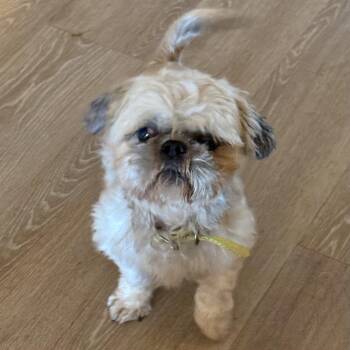 Chief -  Shih Tzu Dog for Adoption in Charlotte, North Carolina - Chief | PetCurious