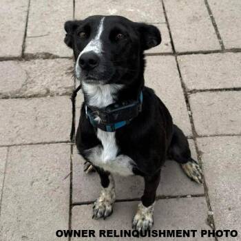 Mixed Breed Dogs Available for Adoption in Portland, Oregon - Jazz | PetCurious