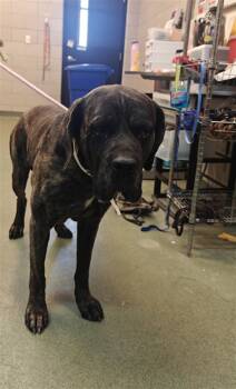 Rescue Mixed Breed Dogs for Adoption in Santa Fe, New Mexico - CHARLIE | PetCurious