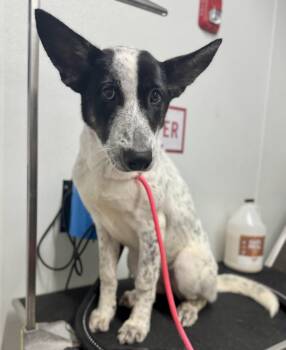 Rescue Great Pyrenees and Australian Cattle Dog Blue Heeler Dogs for Adoption in Hartsville, South Carolina - Cassi | PetCurious