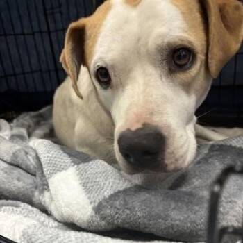 Betsy Johnson -  Mixed Breed Dog for Adoption in Charleston, South Carolina - Betsy Johnson | PetCurious