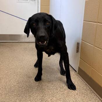 Banker -  Mixed Breed Dog for Adoption in Brentwood, Missouri - Banker | PetCurious