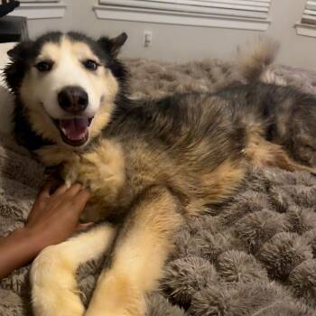 Husky Dogs Available for Adoption - Danny | PetCurious