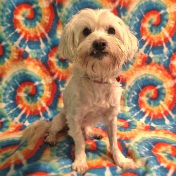 Maltese and Mixed Breed Dogs Available for Adoption in Boerne, Texas - Alfredo | PetCurious
