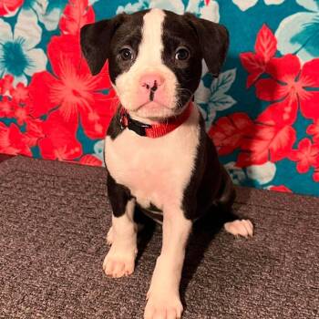 Blossom -  Pit Bull Terrier and Mixed Breed Dog for Adoption in Olathe, Kansas - Blossom | PetCurious