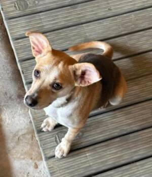 Charli in TX -  Mixed Breed Dog for Adoption in Cranston, Rhode Island - Charli In TX | PetCurious