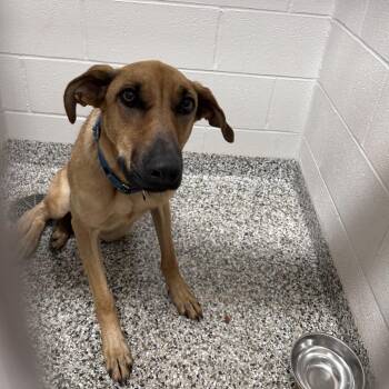 River -  Hound and Labrador Retriever Dog for Adoption in Morganton, North Carolina - River | PetCurious
