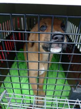 Terrier and Mixed Breed Dogs Available for Adoption in Saint Clairsville, Ohio - Verbal | PetCurious