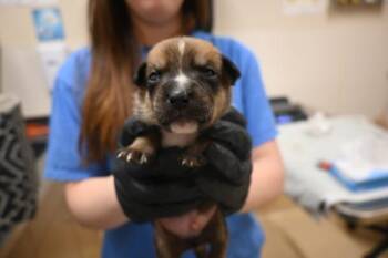 Lady Bug -  Siberian Husky and Pit Bull Terrier Dog for Adoption in Portland, Oregon - Lady Bug | PetCurious
