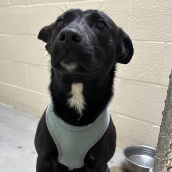 Pit Bull Terrier Dogs Available for Adoption in Palestine, Texas - Giselle | PetCurious