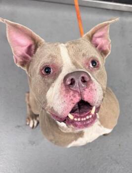 Woody - 2 -  Mixed Breed Dog for Adoption in Daytona Beach, Florida - Woody - 2 | PetCurious