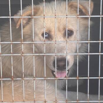 Sebastian -  Husky and Mixed Breed Dog for Adoption in Montgomery, Alabama - Sebastian | PetCurious