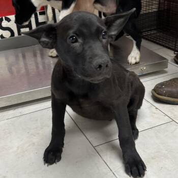 Hazel -  Shepherd Dog for Adoption in Lufkin, Texas - Hazel | PetCurious
