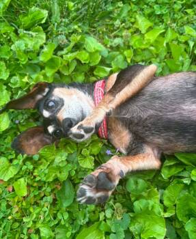 Chihuahua and Dachshund Dogs Available for Adoption in Richmond, Kentucky - Betty Boop | PetCurious