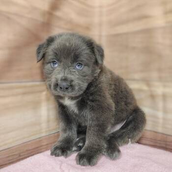 Labrador Retriever and Great Pyrenees Dogs Available for Adoption in Griswold, Connecticut - Laurel | PetCurious
