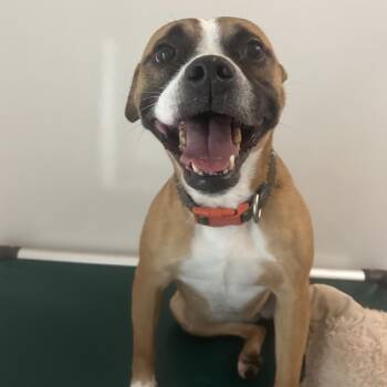 Lucy -  Boxer and Pit Bull Terrier Dog for Adoption in Tuscaloosa, Alabama - Lucy | PetCurious