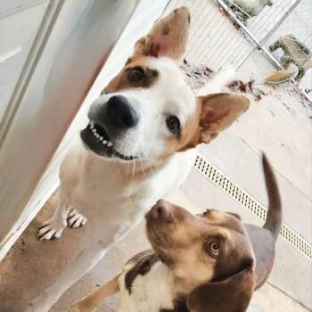 ZING -  Shepherd and Jack Russell Terrier Dog for Adoption in Athens, Alabama - ZING | PetCurious