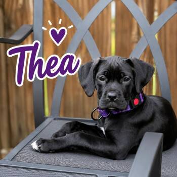 Thea -  Cane Corso and Boxer Dog for Adoption in Youngstown, Ohio - Thea | PetCurious