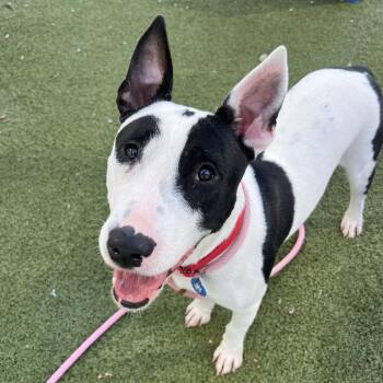 Domino -  Bull Terrier Dog for Adoption in Apache Junction, Arizona - Domino | PetCurious