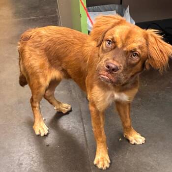 Max -  Mixed Breed Dog for Adoption in Norman, Oklahoma - Max | PetCurious