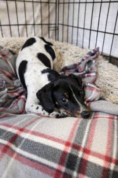 Dachshund and Hound Dogs Available for Adoption - Tinkerbell 26D-007 | PetCurious